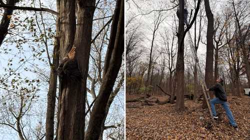 Falcon Rescued After Getting Trapped in Tree at Airmont Cemetery